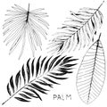 Hand drawn tropical plant icons. Sketch exotic leaves. Set Palm leaves. Royalty Free Stock Photo
