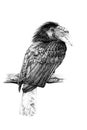 Hand drawn tucan, sketch graphics monochrome illustration on white background