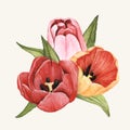 Hand drawn of tulip flower isolated Royalty Free Stock Photo