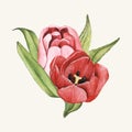 Hand drawn tulip flower isolated Royalty Free Stock Photo