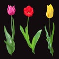 Hand drawn tulips Royalty Free Stock Photo