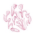 Hand drawn tulips, vintage graphic