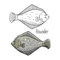 Hand drawn tuna fish black and white and color isolated on white background. Vector tuna fish Royalty Free Stock Photo