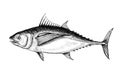 Hand drawn tuna fish gray scale