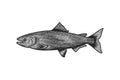 hand drawn tuna, milkfish logo Designs Inspiration Isolated on White Background. Royalty Free Stock Photo