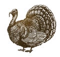 Hand drawn turkey bird. Farm animal, poultry sketch. Vintage vector illustration