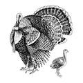 Hand drawn turkey and poult.