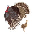 Hand drawn turkey and poult.