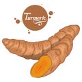 Hand drawn turmeric root, spicy ingredient, turmeric logo, healthy organic food, spice turmeric isolated on white background