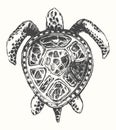 Hand drawn turtle illustration, logo template