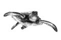 Hand drawn turtle, sketch graphics monochrome illustration on white background