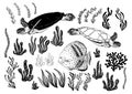 Hand drawn turtles, fish, alga, sea plants and aquarium seaweed silhouette set. Vector illustration isolated on a white Royalty Free Stock Photo