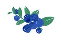 Hand drawn twig with bunch of fresh ripe wild blueberry vector flat illustration. Vitamin berries for healthy nutrition