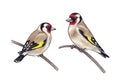 Hand Drawn Two Goldfinches Sitting on Branches