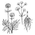 Valerian Leaf, root and flower.