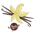 Hand drawn vanilla beans, spicy ingredient, vanilla flower logo, healthy organic food, spice vanilla on white background, culinary