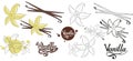 Hand drawn vanilla beans, spicy ingredient, vanilla flower logo, healthy organic food, spice vanilla on white background, culinary