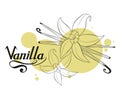 Hand drawn vanilla beans, spicy ingredient, vanilla flower logo, healthy organic food, spice vanilla on white background, culinary