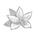Vanilla Flower Engraving Style Illustration Line Art for logo, menu, emblem, tattoo, print, spa, perfume, beauty care