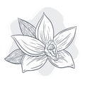 Hand Drawn Vanilla Flower Illustration for logo, menu, recipe, emblem, tattoo, print, spa, perfume, beauty care products