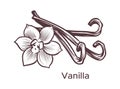 Hand drawn vanilla illustration. Sketch cooking ingredient for labels and packages in engraving style. Aromatherapy