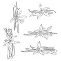 Hand drawn vanilla. The pods and flowers. Royalty Free Stock Photo