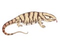 Hand drawn desert varanus griseus.