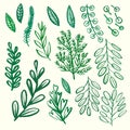 Hand drawn various leaves set