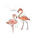 Hand drawn vector abstract artistic illustrations collection set of tropical exotic paradise bird pink flamingos in Royalty Free Stock Photo