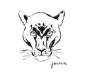 Hand drawn vector abstract artistic ink textured graphic sketch drawing illustration of wildlife puma head isolated on Royalty Free Stock Photo