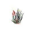 Hand drawn vector abstract graphic drawing aloe vera plant with freehand texture isolated on white background.Unique Royalty Free Stock Photo