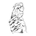 Hand drawn vector abstract graphic ink realistic tropical parrot illustration isolated on white background.Design for