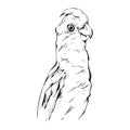 Hand drawn vector abstract graphic ink realistic tropical parrot illustration isolated on white background.Design for