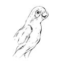 Hand drawn vector abstract graphic ink realistic tropical parrot sketch isolated on white background.Design for save the Royalty Free Stock Photo