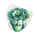 Hand drawn vector abstract ink graphic brush textured sketch drawing blossom succulent flowers in green mint colors