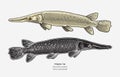 Hand drawn vector of Alligator Gar fish Royalty Free Stock Photo