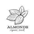 Vector almond nuts