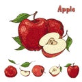 Hand drawn vector apple collection