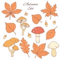 Hand drawn vector autumn set with oak, poplar, beech, maple, aspen and horse chestnut leaves, acorns and mushrooms Royalty Free Stock Photo