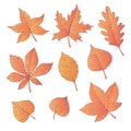 Hand drawn vector autumn set with oak, poplar, beech, maple, aspen and horse chestnut leaves and physalis Royalty Free Stock Photo