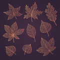 Hand drawn vector autumn set with oak, poplar, beech, maple, aspen and horse chestnut leaves and physalis of orange gradient color