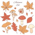 Hand drawn vector autumn set with oak, poplar, beech, maple, aspHand drawn vector autumn set with oak, poplar, beech, maple, aspen