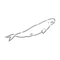 Hand drawn vector beluga whale. Sketch engraving illustration of whale. beluga whale vector sketch illustration Royalty Free Stock Photo