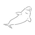 Hand drawn vector beluga whale. Sketch engraving illustration of whale. beluga whale vector sketch illustration Royalty Free Stock Photo