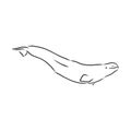 Hand drawn vector beluga whale. Sketch engraving illustration of whale. beluga whale vector sketch illustration Royalty Free Stock Photo