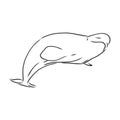 Hand drawn vector beluga whale. Sketch engraving illustration of whale. beluga whale vector sketch illustration Royalty Free Stock Photo