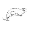 Hand drawn vector beluga whale. Sketch engraving illustration of whale. beluga whale vector sketch illustration Royalty Free Stock Photo