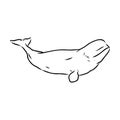 Hand drawn vector beluga whale. Sketch engraving illustration of whale. beluga whale vector sketch illustration Royalty Free Stock Photo