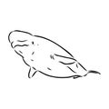 Hand drawn vector beluga whale. Sketch engraving illustration of whale. beluga whale vector sketch illustration Royalty Free Stock Photo