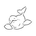 Hand drawn vector beluga whale. Sketch engraving illustration of whale. beluga whale vector sketch illustration Royalty Free Stock Photo